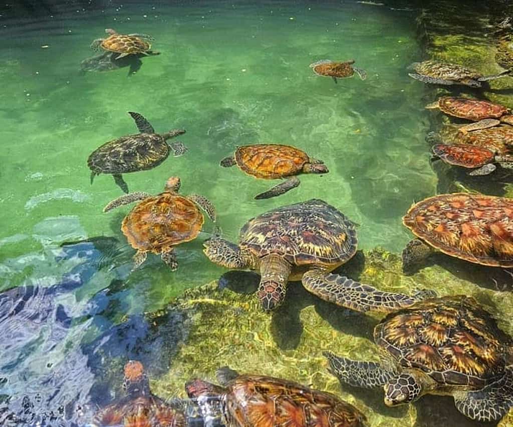 Sea Turtle