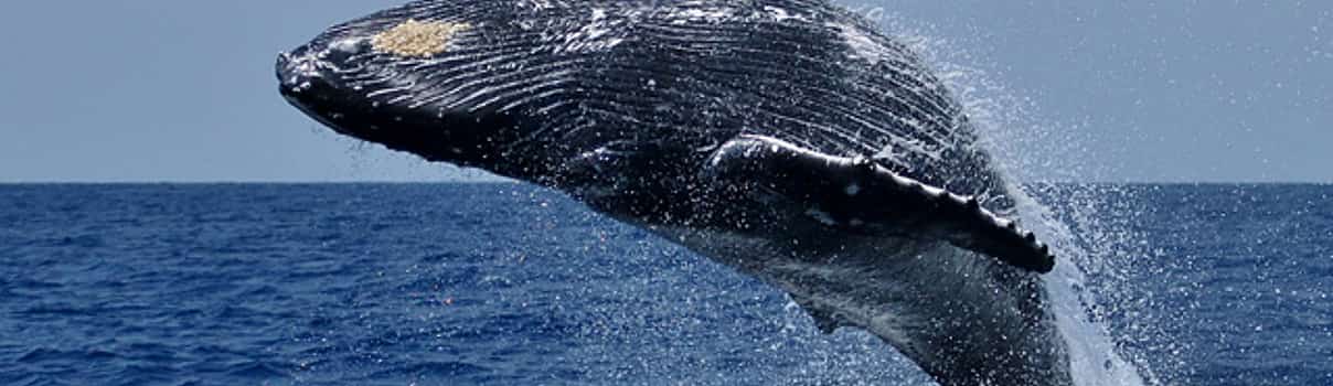 Foto 1 Excursión en barco para avistar ballenas