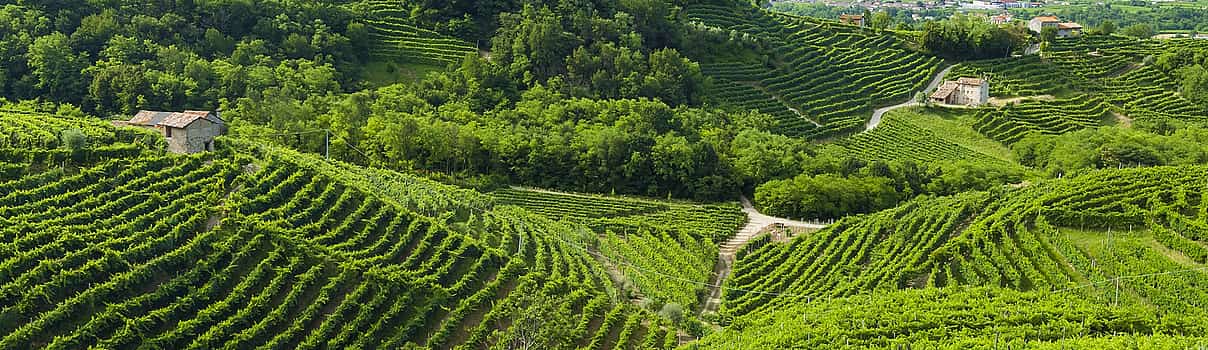 Photo 1 Private Service in Rome (car+driver)