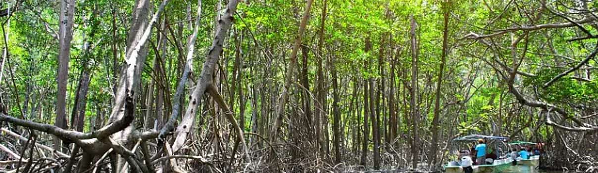 Foto 1 Excursión a los manglares