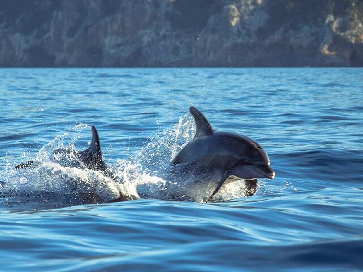 Guided Dolphin Watching in the Arrábida Natural Park in Portugal, Sesimbra