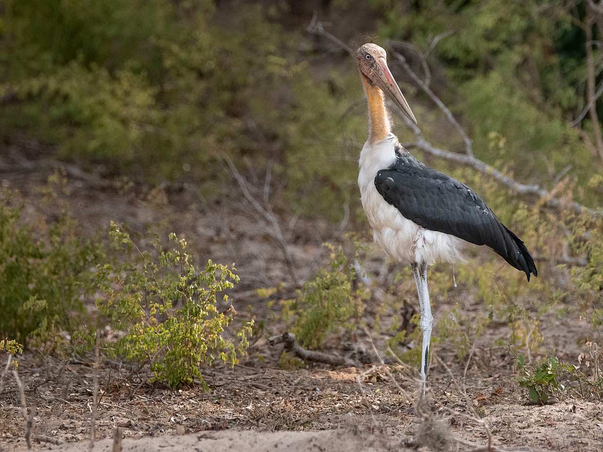 Full Day Safari in Yala National Park in Sri Lanka, photo 4