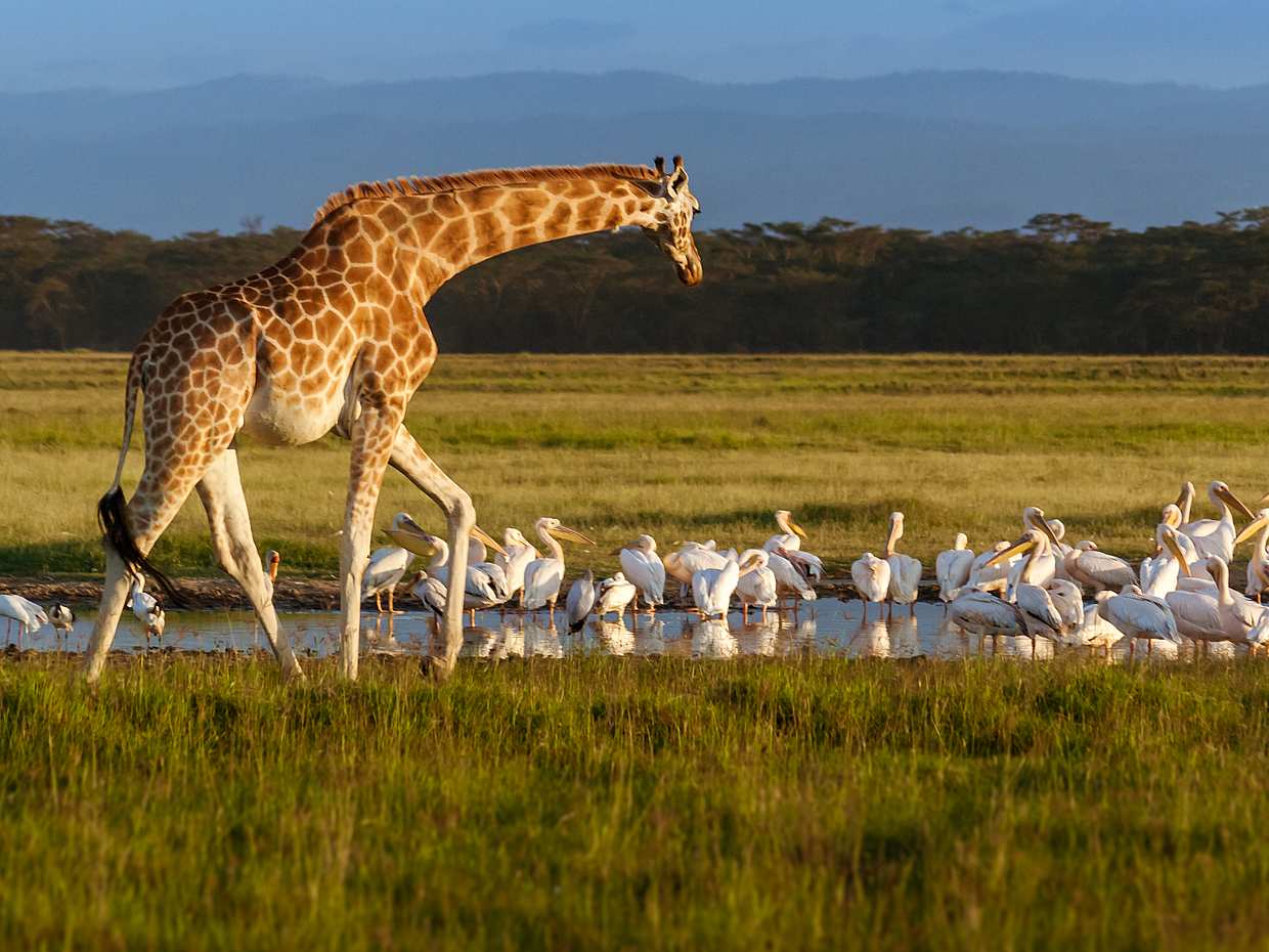 Elephant Orphanage und Giraffe Centre in Nairobi in Kenia.
, photo 3