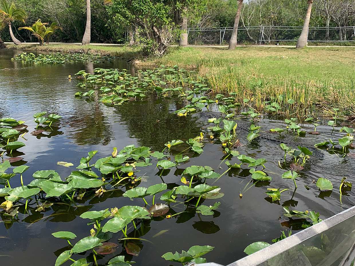 <p>Everglades – Fluss „Gras“ in den Vereinigten Staaten, Everglades Holiday Park</p>, photo 2