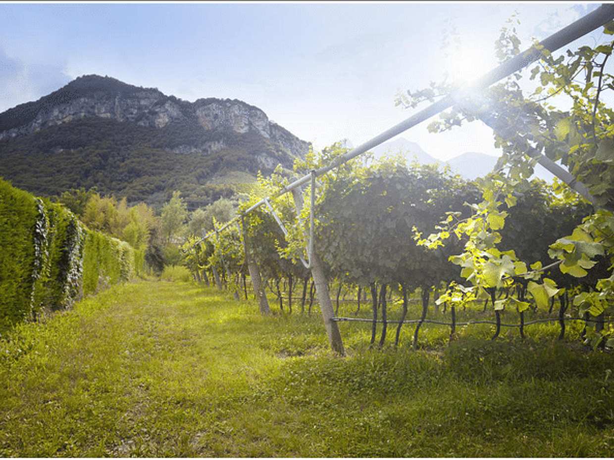 Discovery tour of the prosecco region with tastings from Venice, photo 3