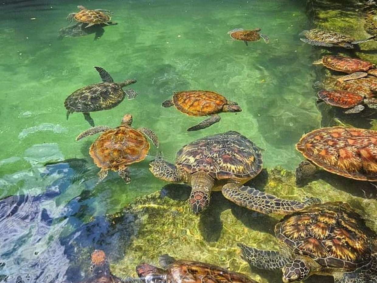 Zanzibar: Nungwi Turtle Aquarium Guided & Beach Half-Day Trip in Tanzania