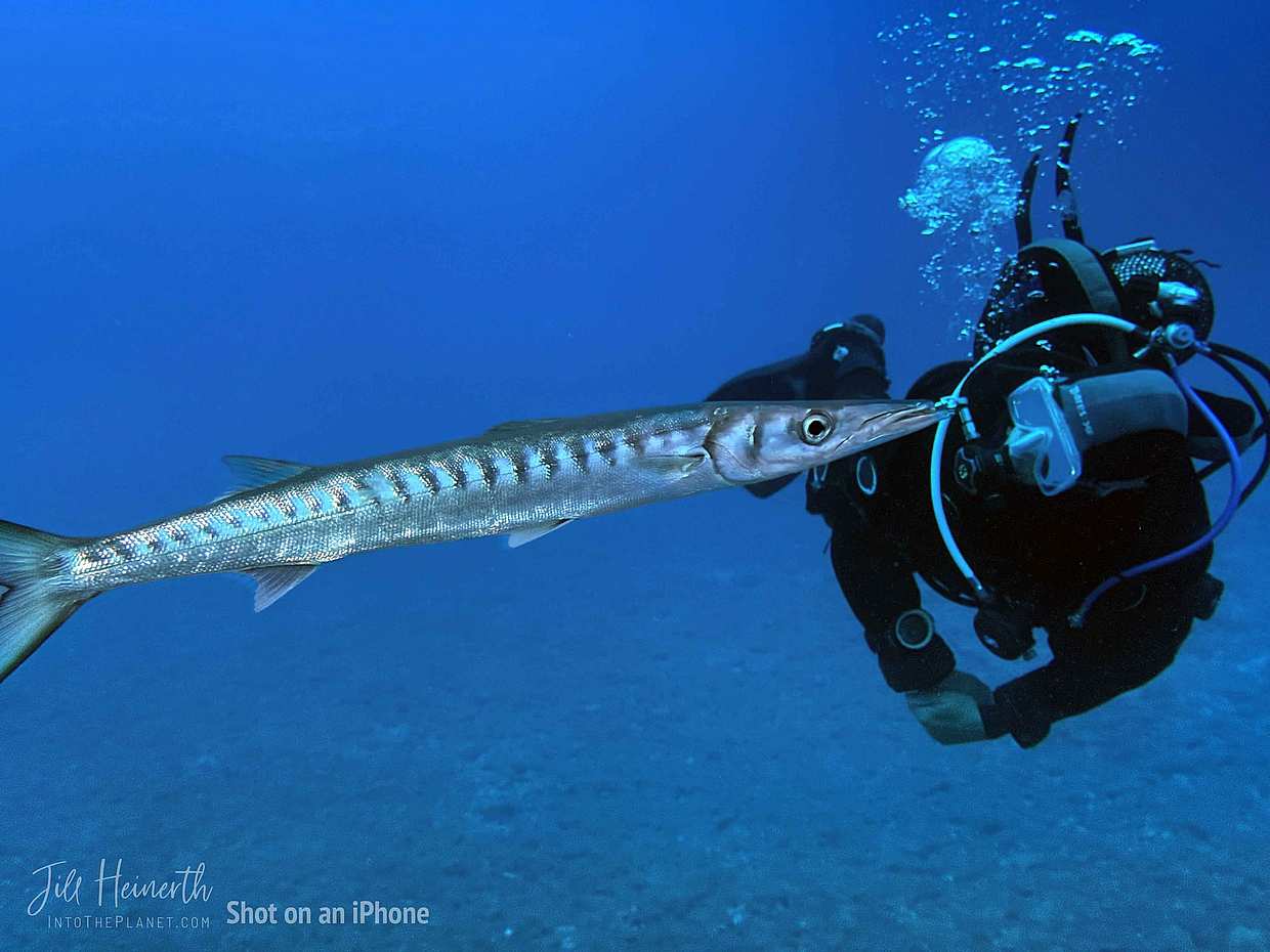 Buceo en la Isla de Porto Santo en Portugal.
, photo 3