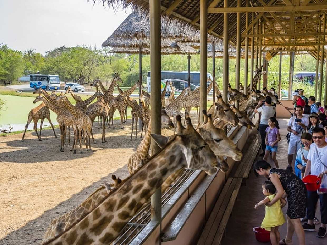 Bangkok: Safari World Tour with Safari and Marine Park Ticket and Transfer in Thailand, photo 3