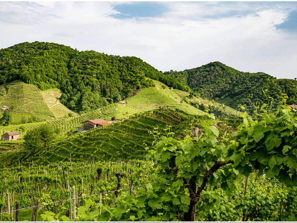 Discovery tour of the prosecco region with tastings from Venice, photo 2