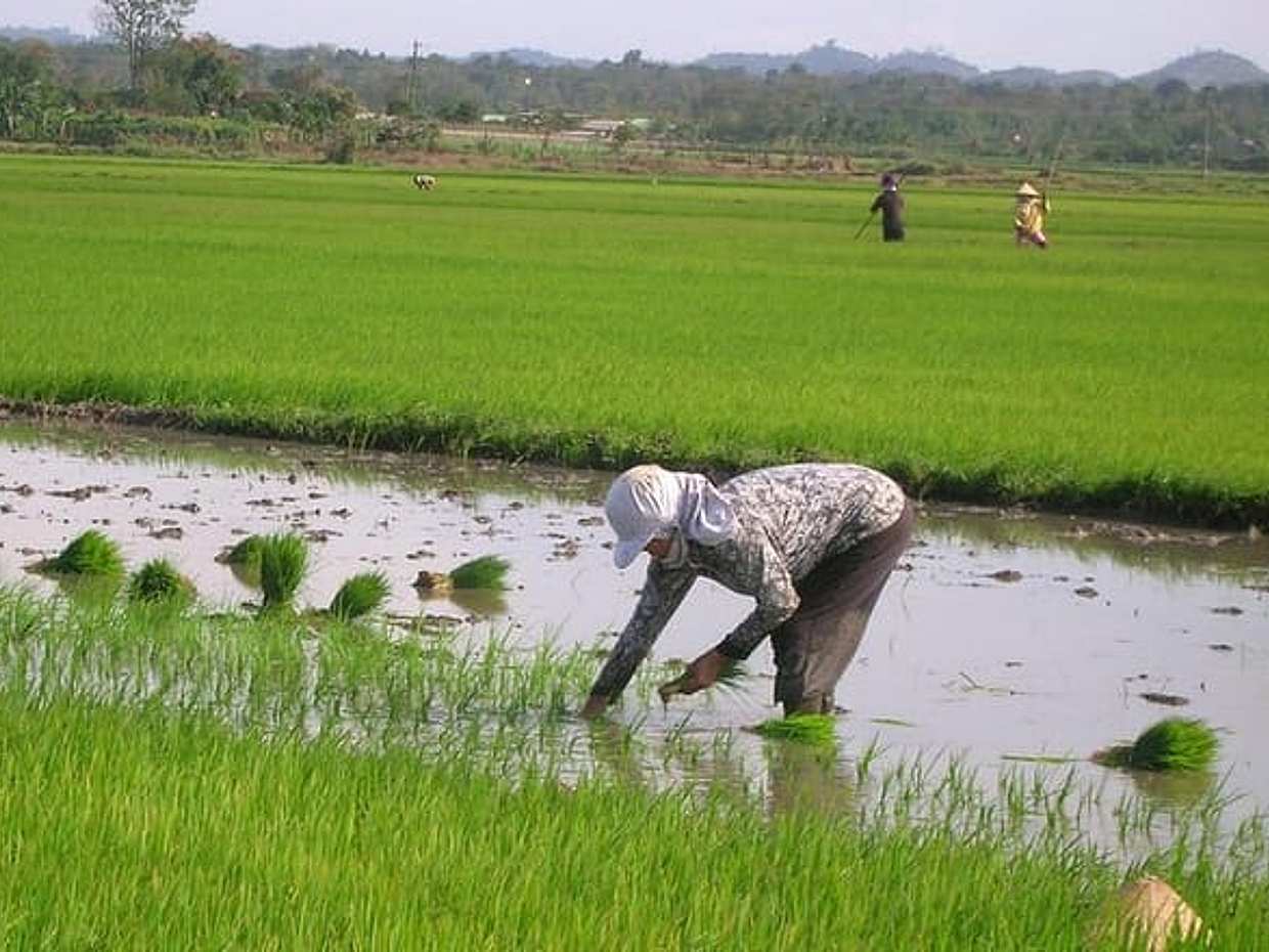 Half-Day Hoi An Countryside and Villages Tour by Bike in Vietnam, photo 2