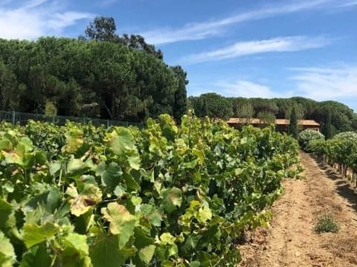 Wine tour in Saint tropez country side - AOP Côtes de provence, photo 2