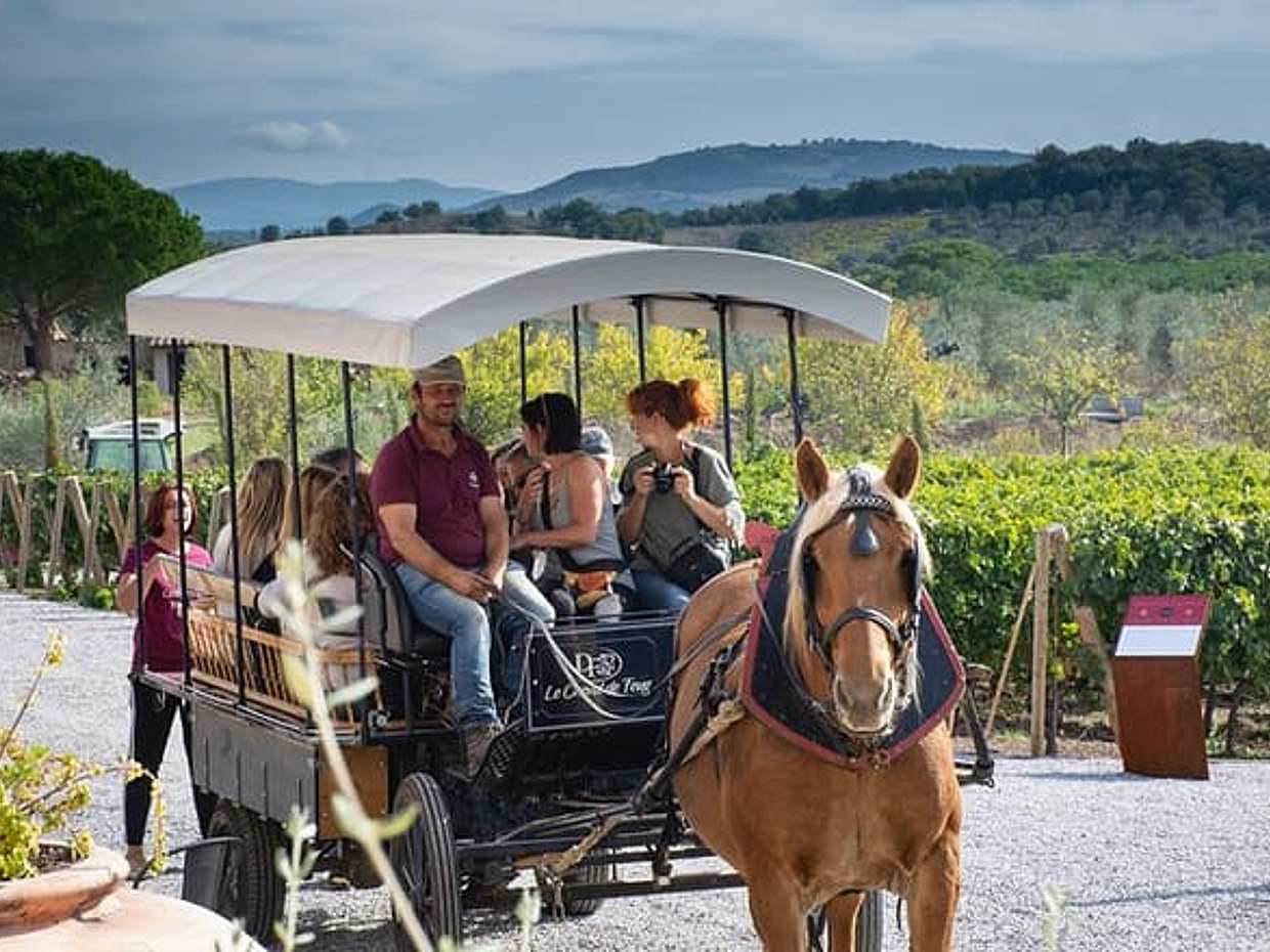 Exclusive Private Suvereto Experience from Florence: Land of Elisa Bonaparte