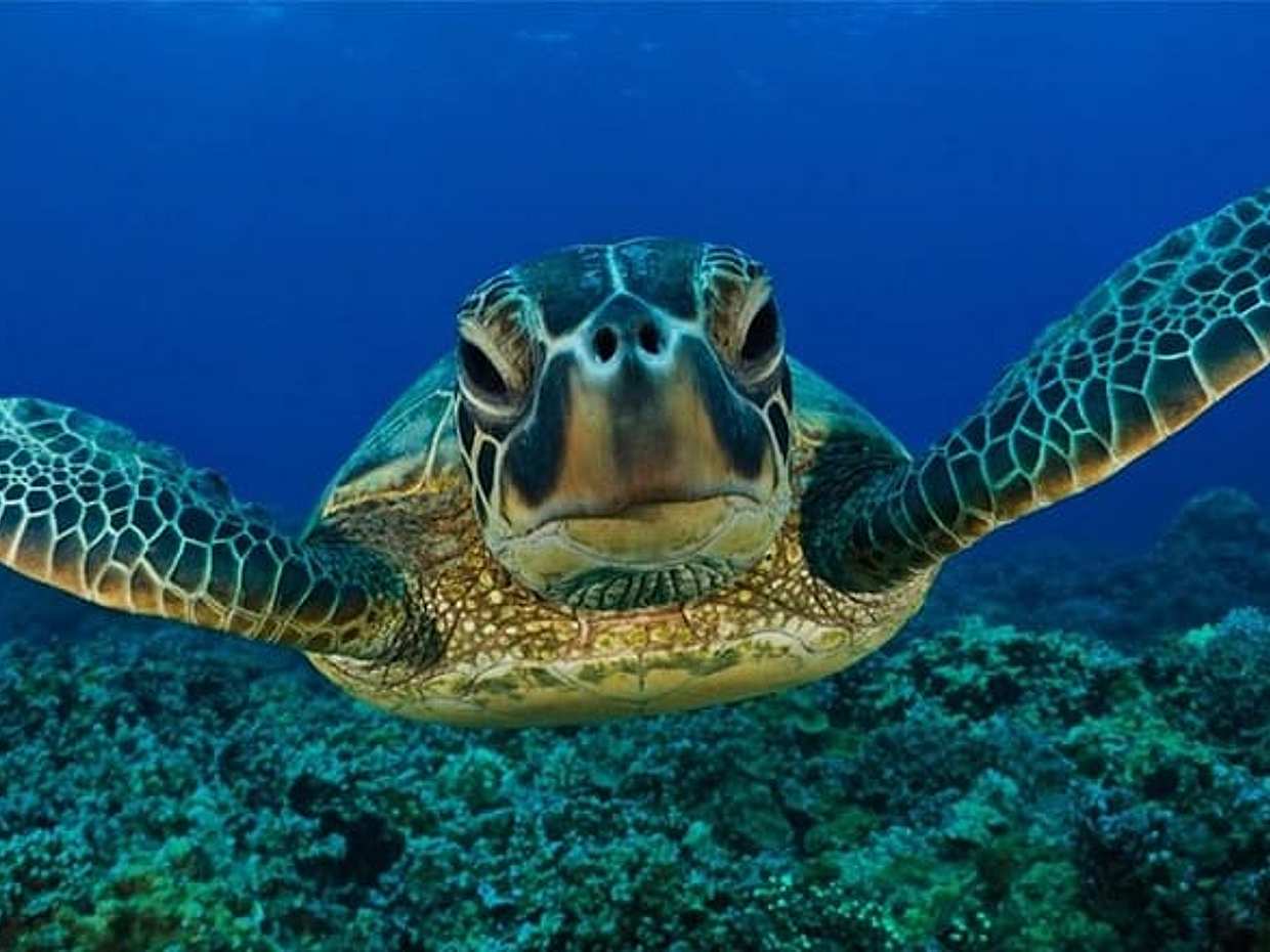 Snorkeling with Turtles in Mirissa, photo 3