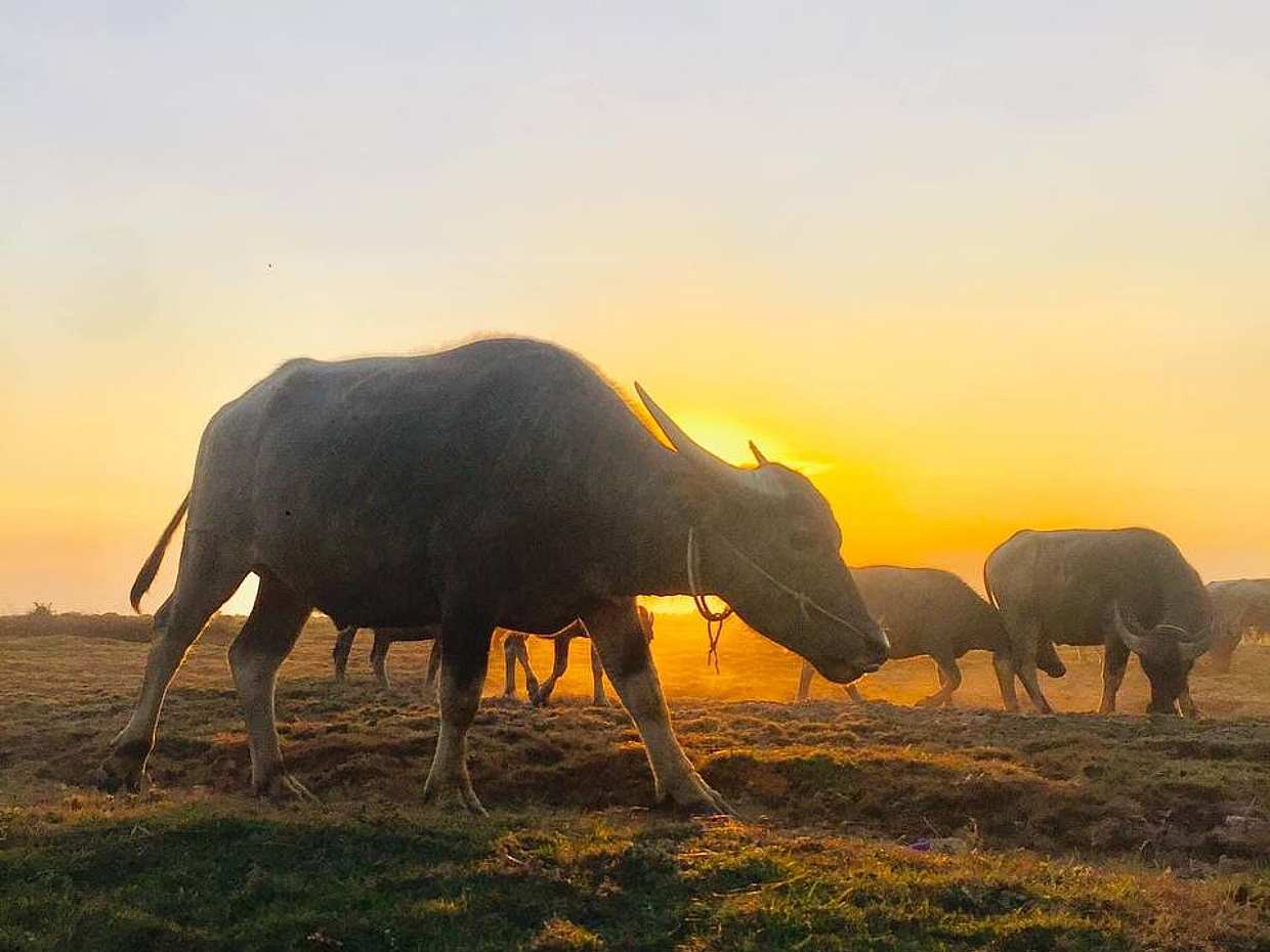 Kırsalda Gün Batımı İçeceği: Kamboçya, Krong Siem Reap'te Jeep ile
, photo 2
