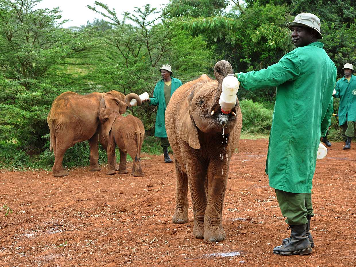 Giraffe Centre, Elefantenwaisenhaus und Bomas of Kenya Tagestour ab Nairobi
, photo 3