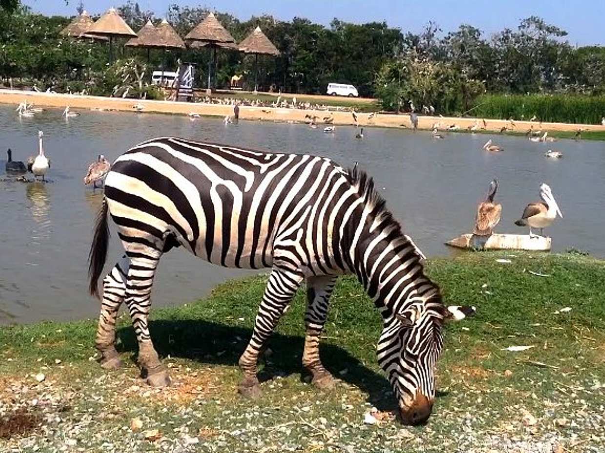 Bangkok: Prohlídka Safari World s lístkem do Safari a Marine Parku, obědem a transferem v Thajsku
, photo 2