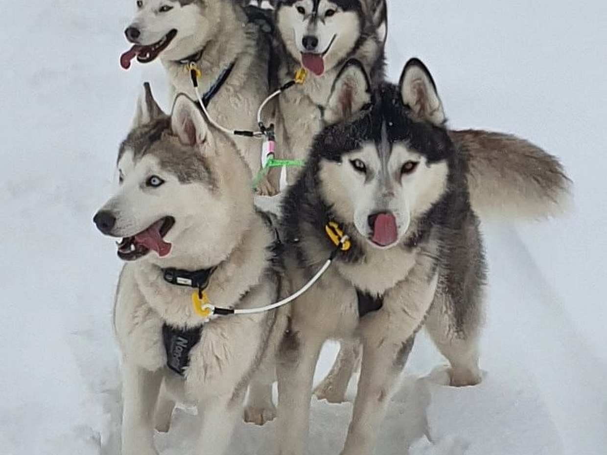 Dog Sledding on Snow, Iceland, photo 3
