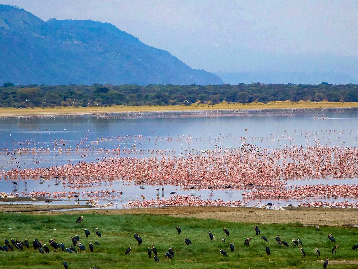 Lake Manyara National Park Full-day Tour from Arusha in Tanzania, photo 2