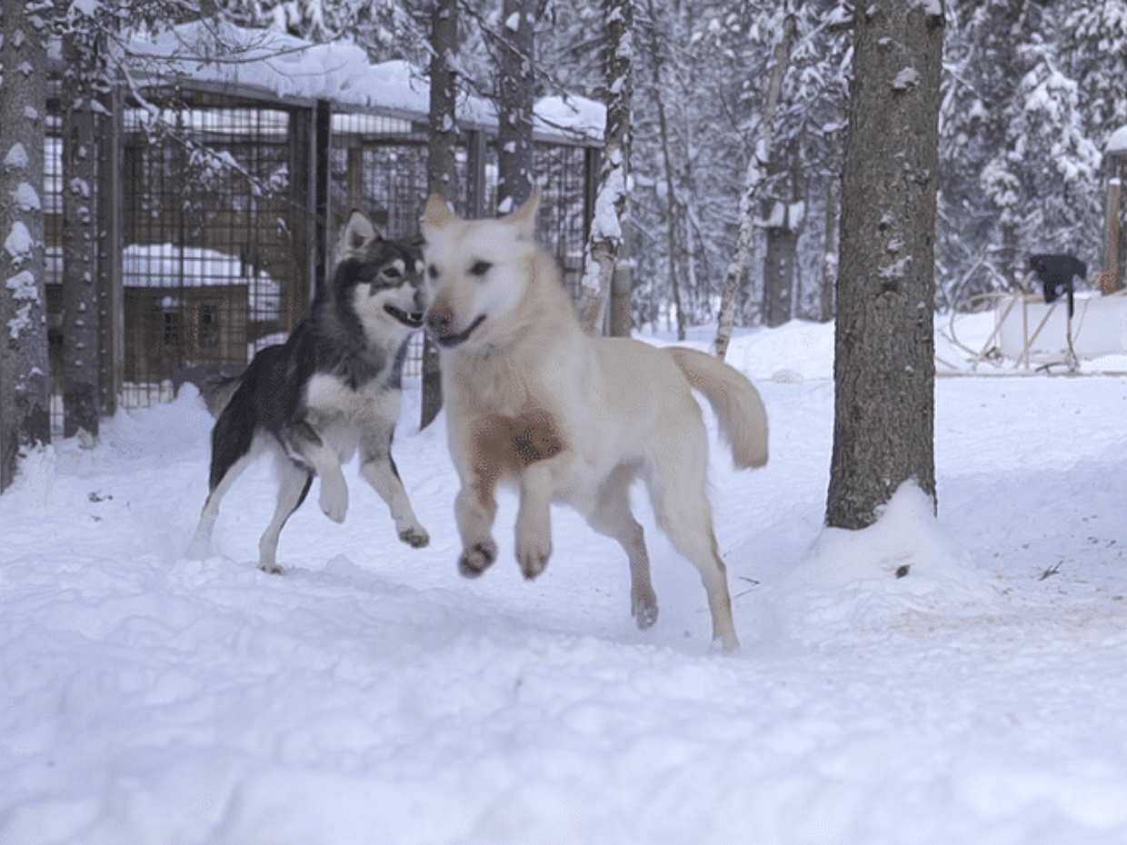 Husky Safari 10 km Self-Drive, Levi, photo 5