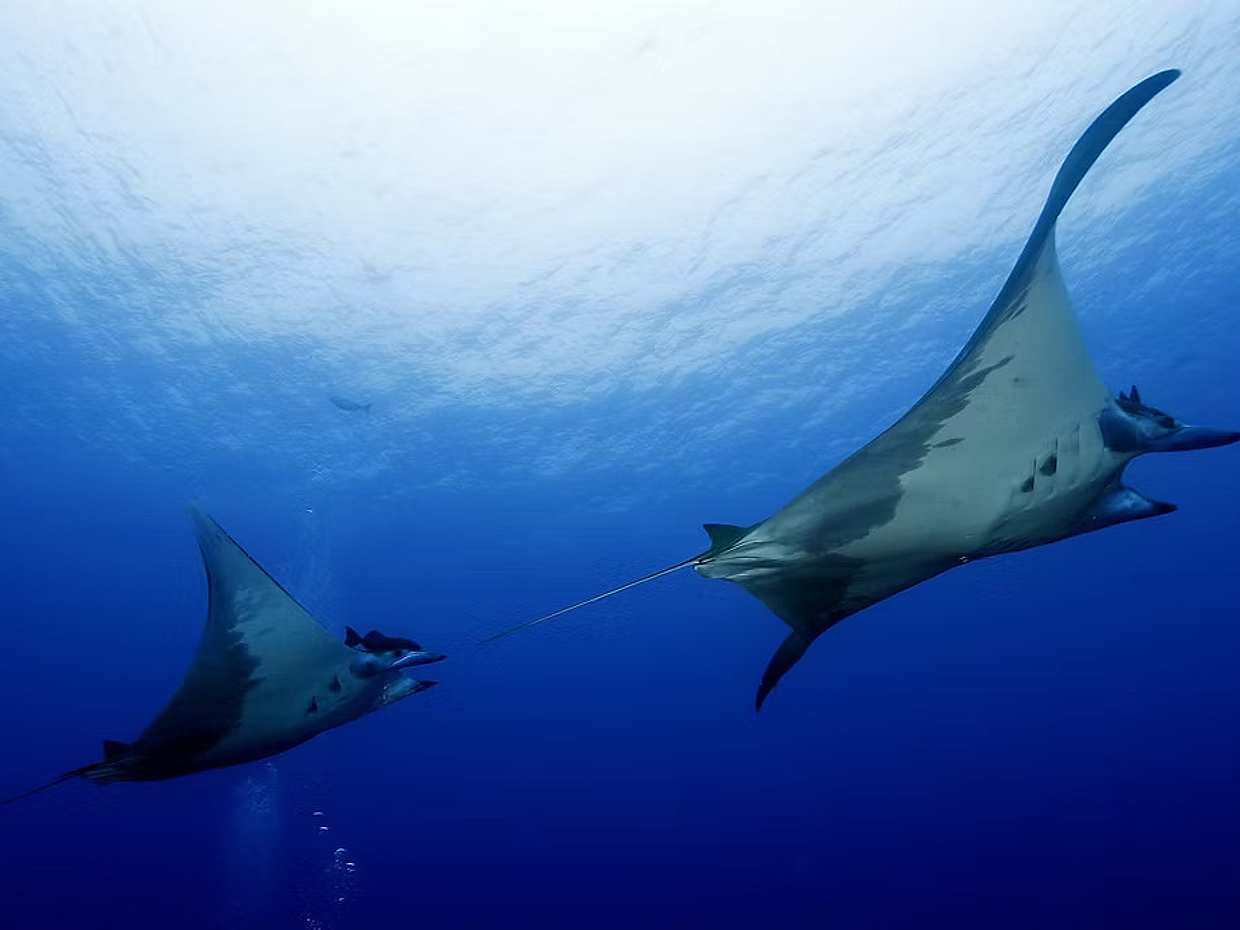 Become a Certified Open Water Diver from Azores - Faial Island  - Your Underwater Adventure Starts Here! in Portugal, photo 3