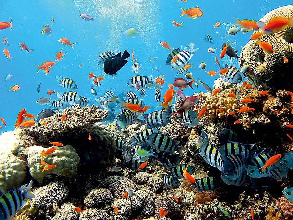 East Bali Snorkeling, Blue Lagoon and Waterfall Full-day Walking Tour