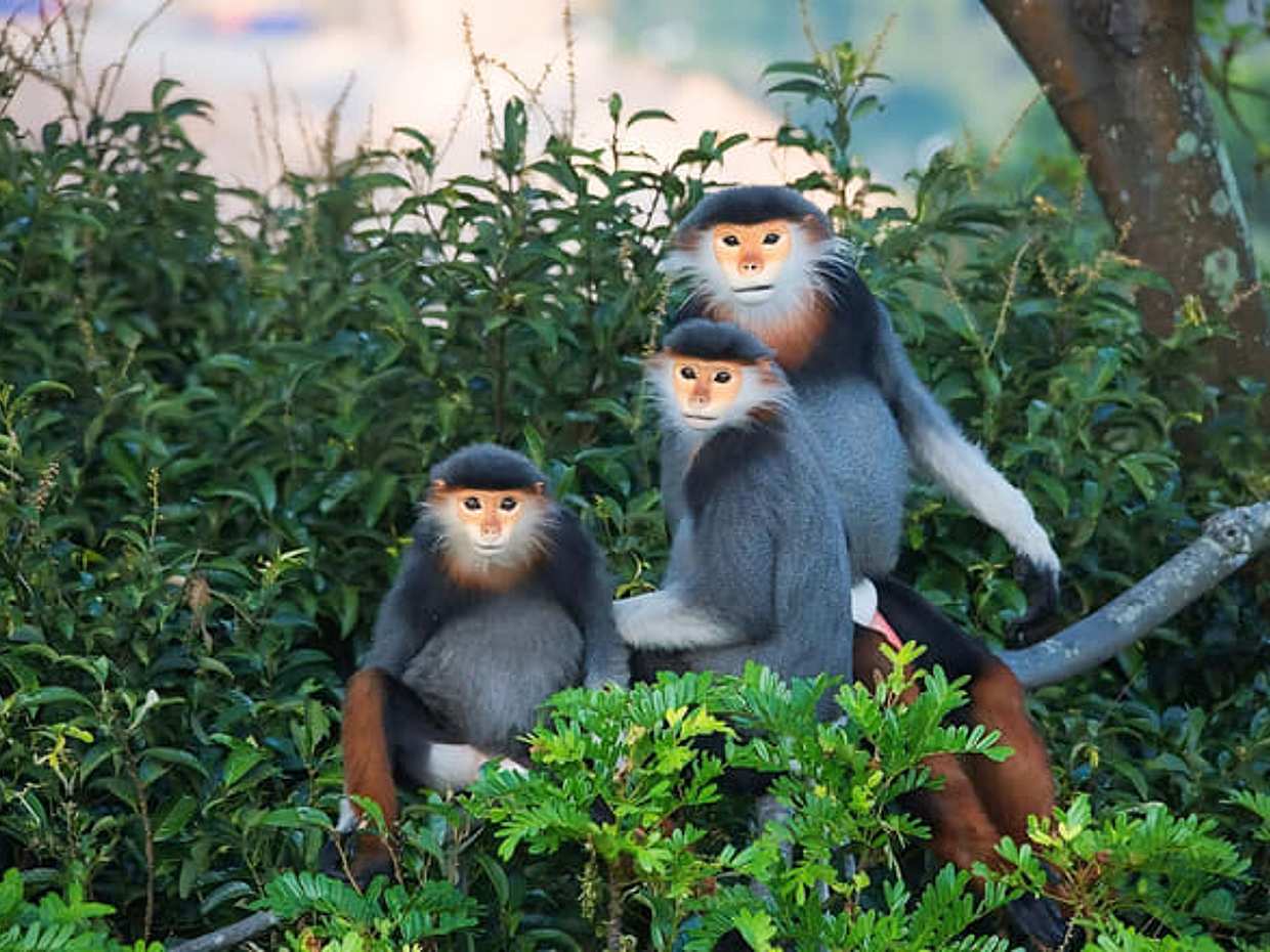 Discovering Marble Mountains - Monkey Mountain - Am Phu cave - Da Nang by night & Han river Cruise