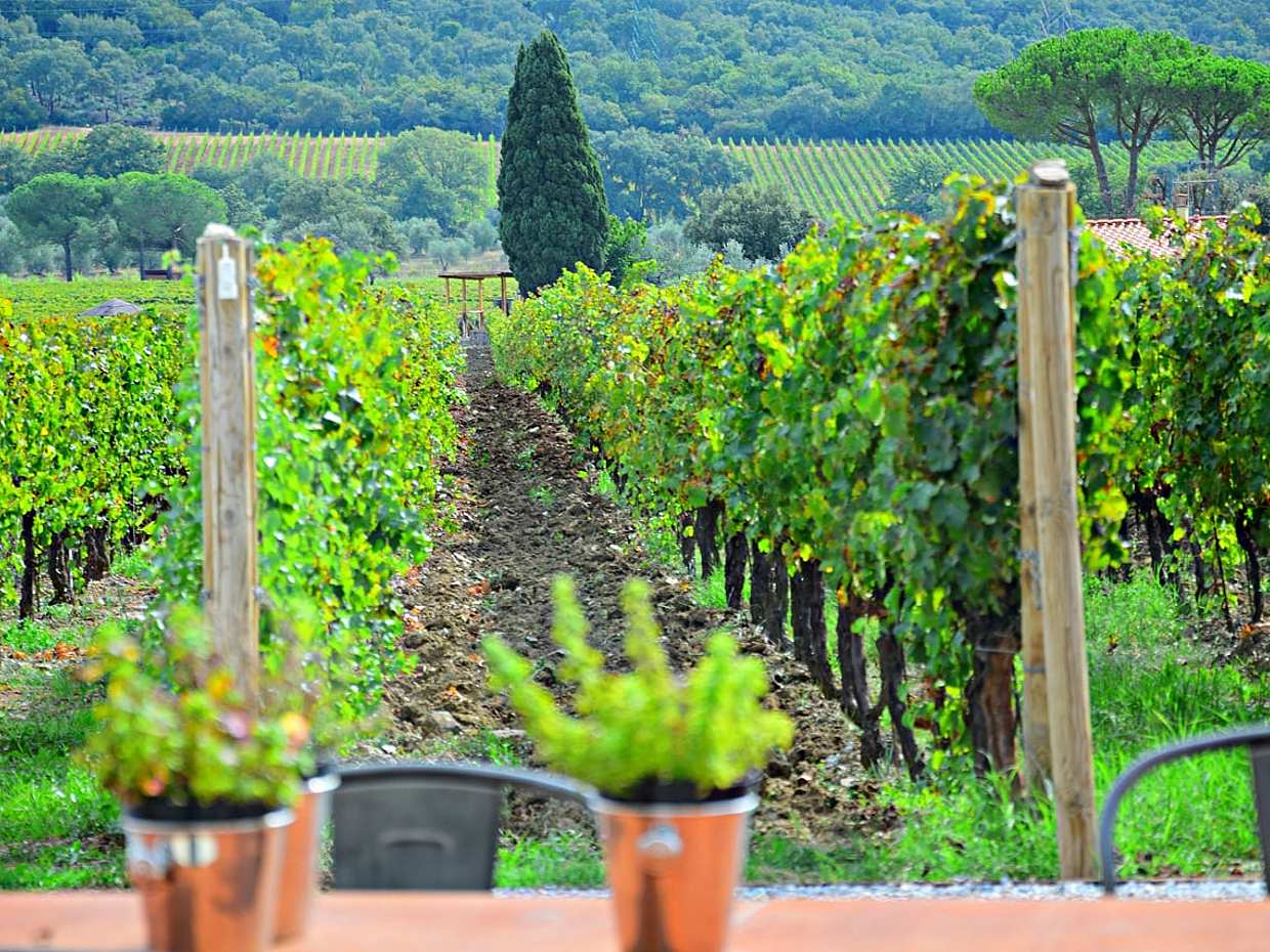 Exklusive Suvereto-Tour ab Florenz: Das Land von Elisa Bonaparte in Italien
, photo 2