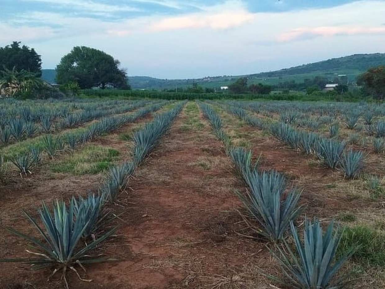 Private transfer San Miguel de Allende to Tequila with 2 hours for sightseeing, photo 4