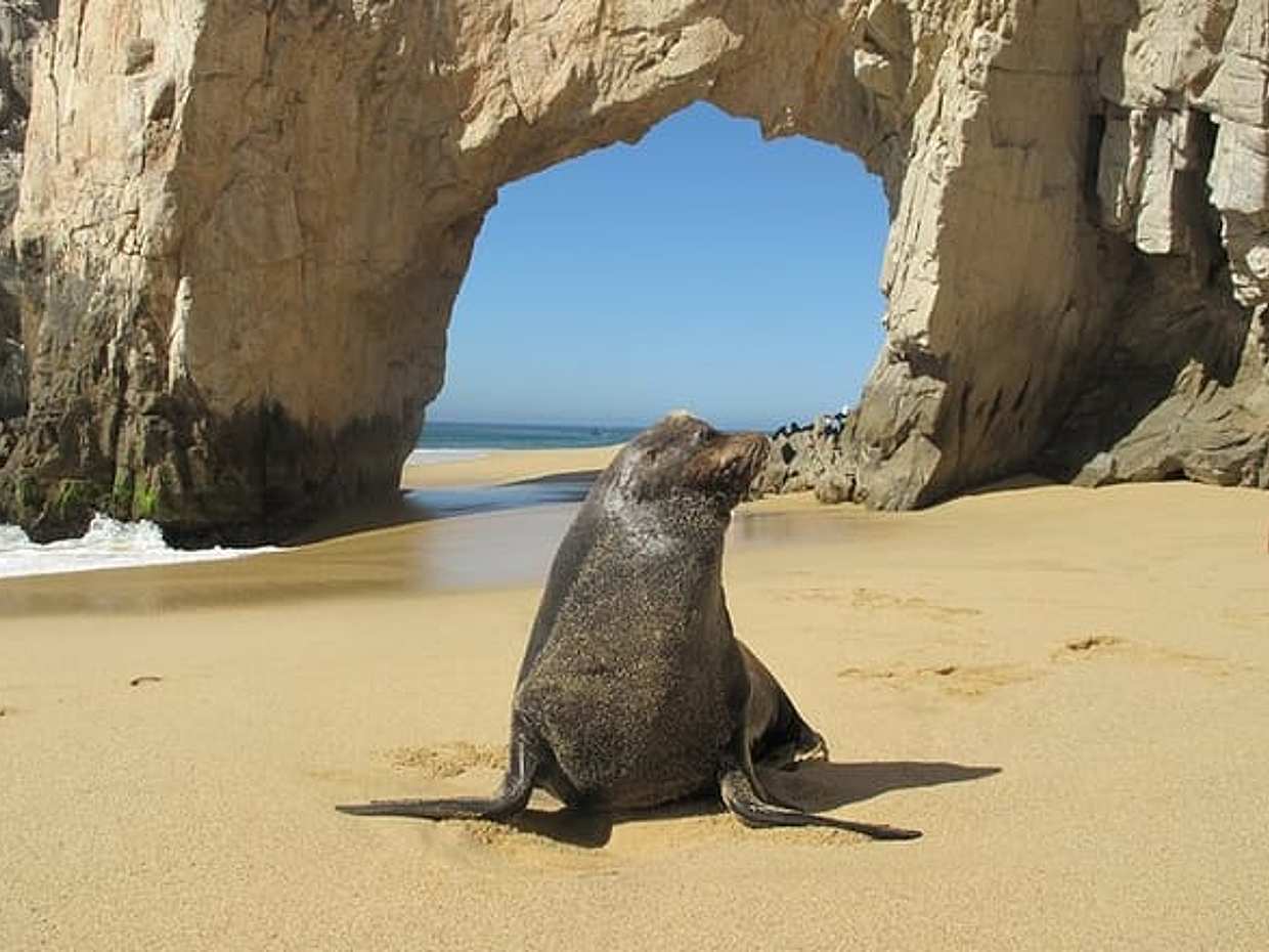 Private Cabo Kayak & Snorkel Adventure to the Arch, photo 4