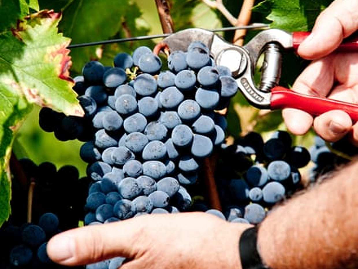 Explore Elegance: Savor 3 Exquisite Wines at Tenuta Bossi, photo 5