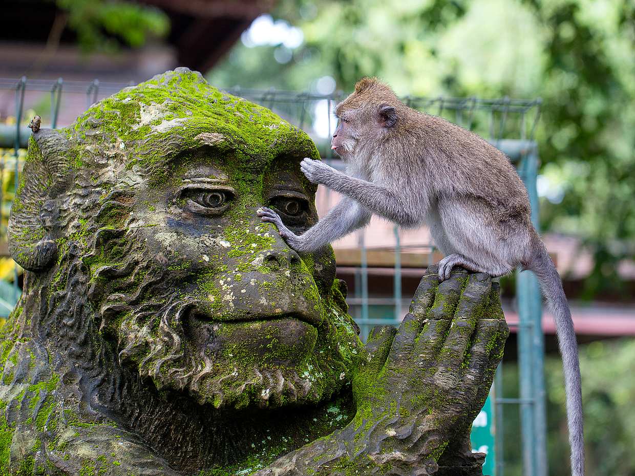Ubud Hot Spring and Waterfall Tour, photo 2
