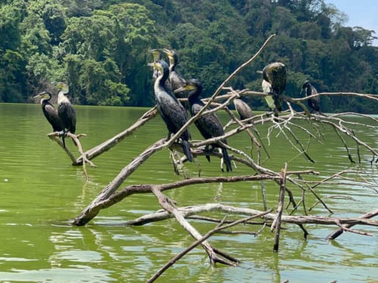 Arusha: Lake Duluti Canoeing | Bird Watching | Nature Walk Day Tour in Tanzania, photo 5