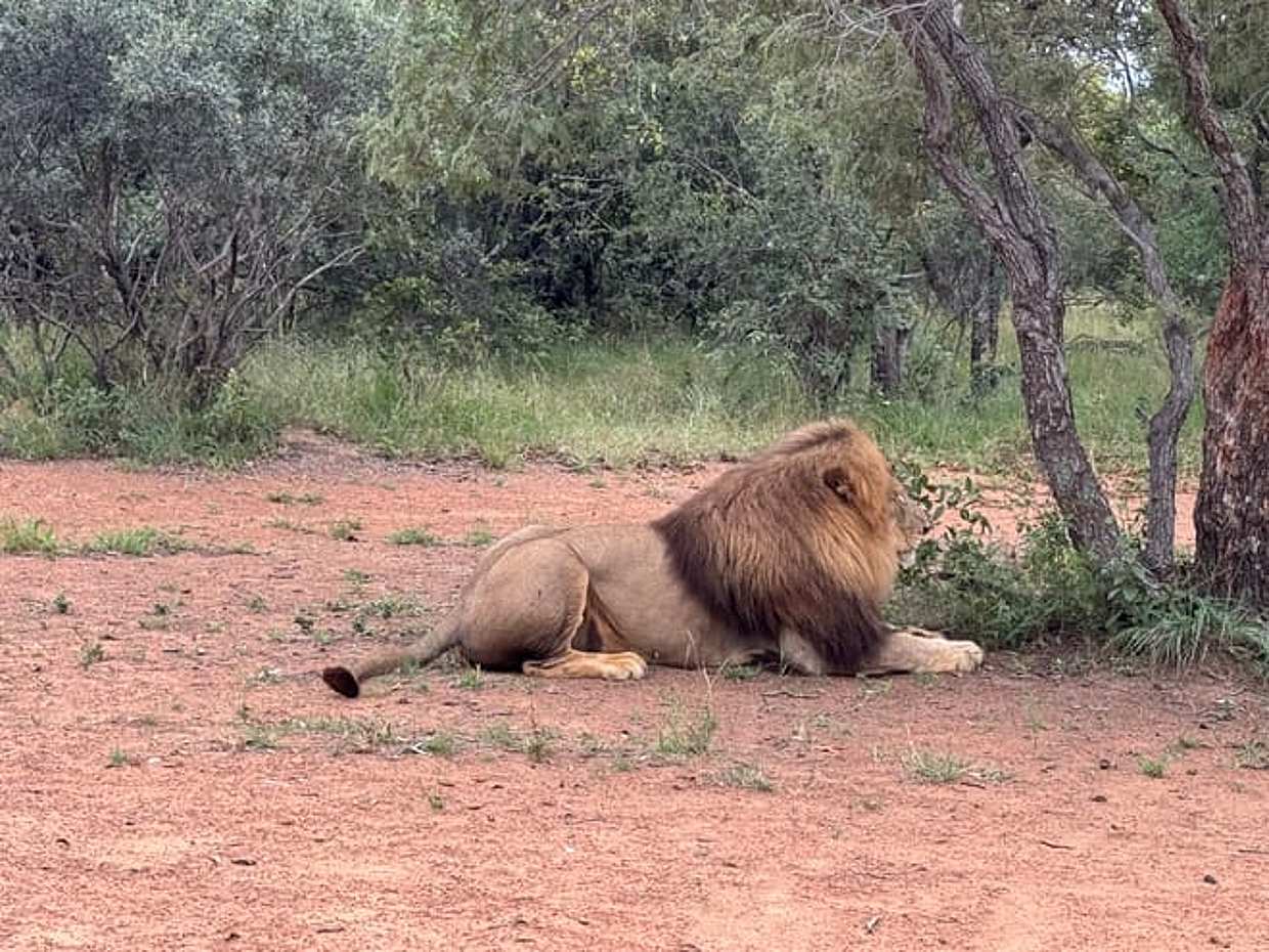 Walk with Lions in Johannesburg & Elephant Experience, South Africa, photo 4