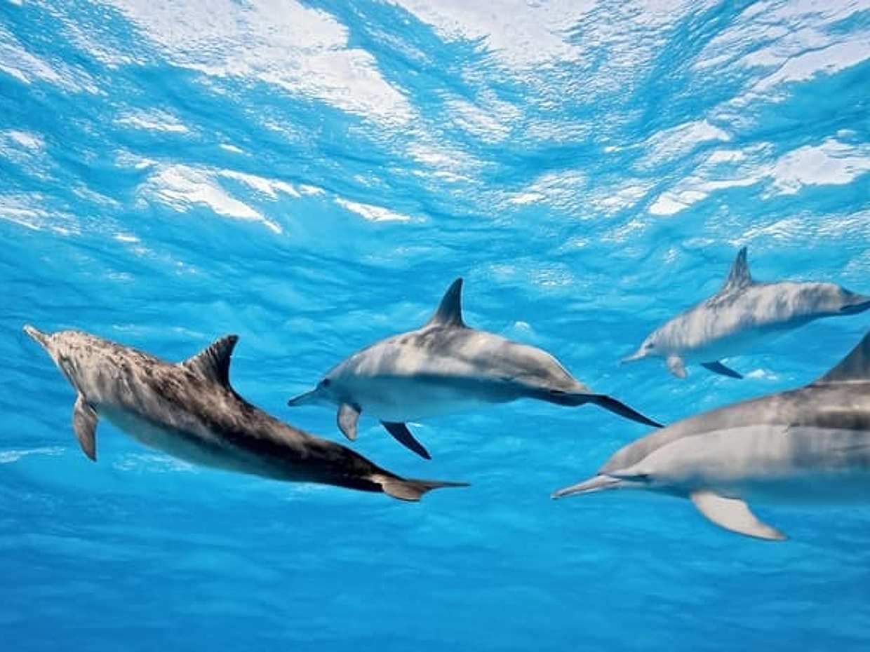 Dolphins/Whales Experience in Portugal, Funchal, photo 4