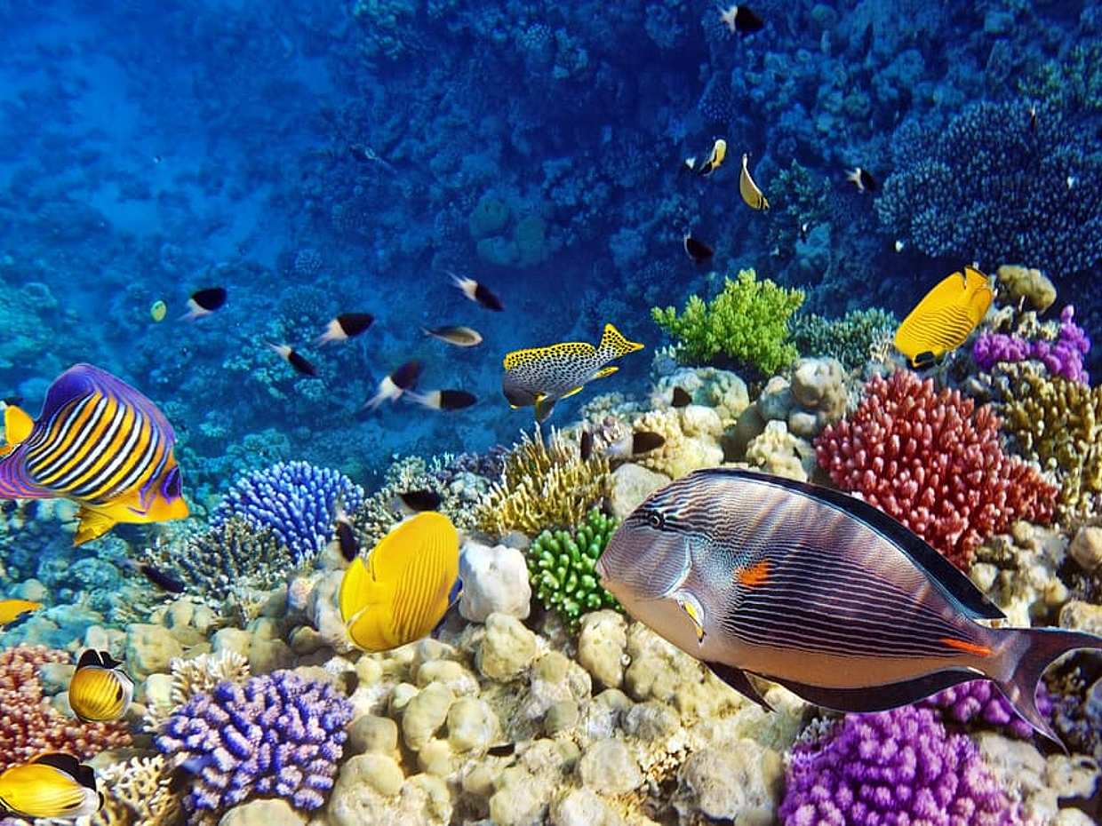 Zanzíbar: Laguna Azul, The Rock, Playa Paje y Tour a Jozani en Tanzania

