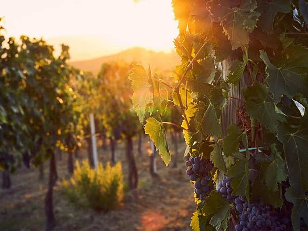Private Tour - Chianti at Sunset with Wine Tastings & Dinner, photo 5