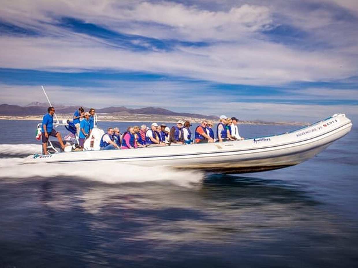 Speed Boat Whale Watching Tour, photo 5