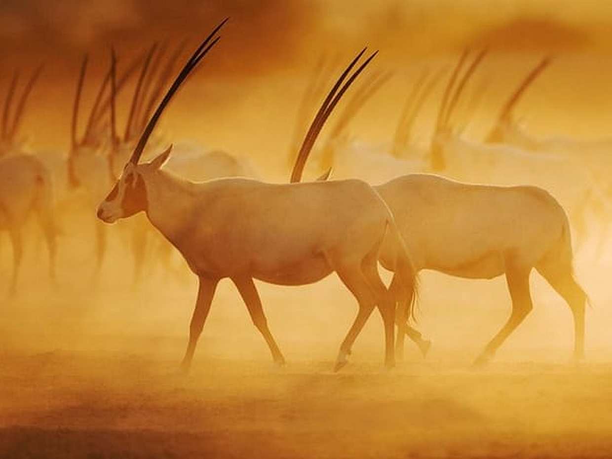 Nature and Wildlife Drive with Lunch- Must do Experience, United Arab Emirates, photo 3