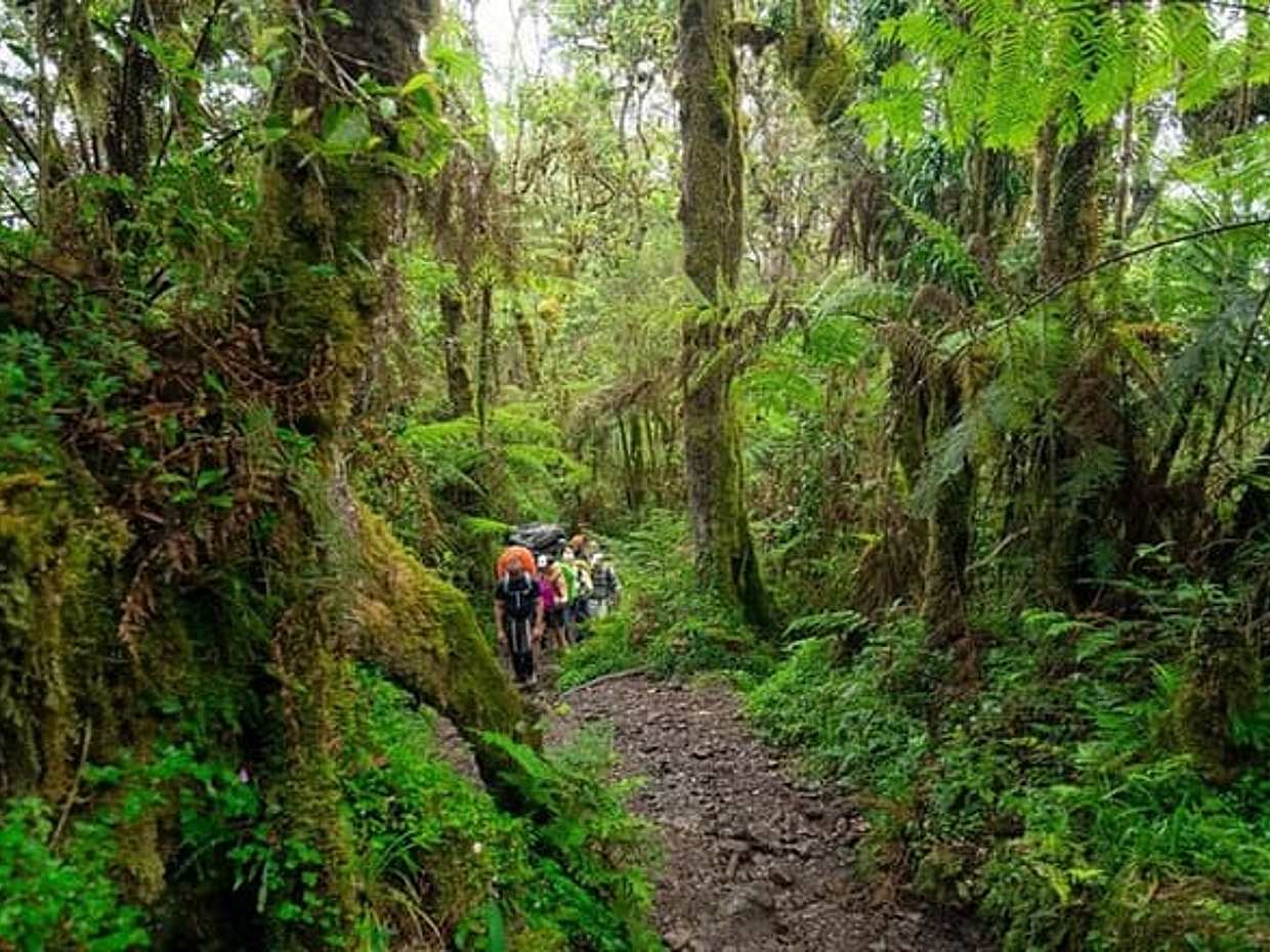 "8-tägige Kilimanjaro Lemosho Route | Landschaftlich schönste Trekkingtour mit hoher Erfolgsquote in Tansania, Moshi", photo 5