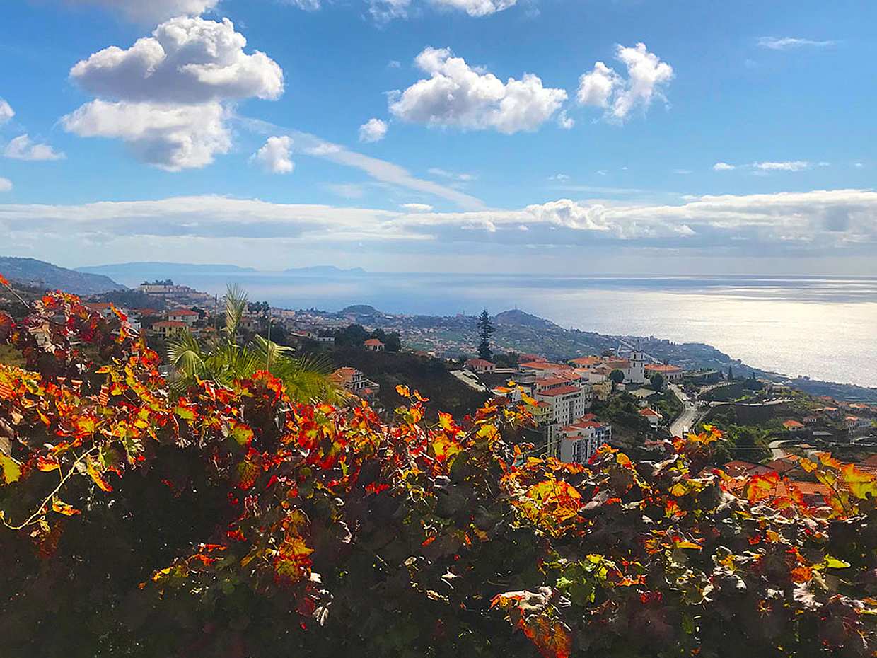 Northern Levada Half-day Walking Tour in Madeira, Portugal