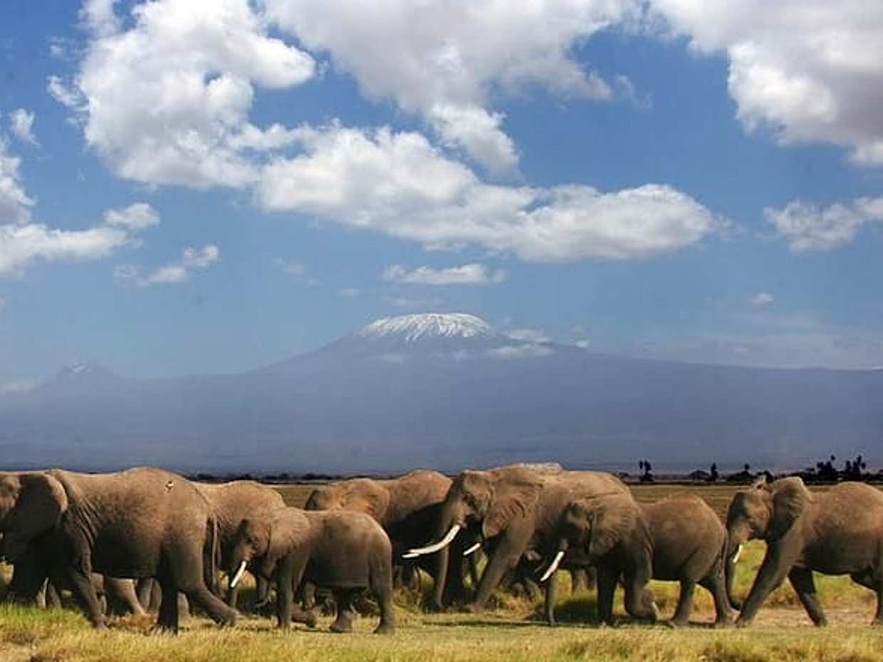3-Day Amboseli & Mt Kilimanjaro Fly In Safari from Mombasa., photo 2