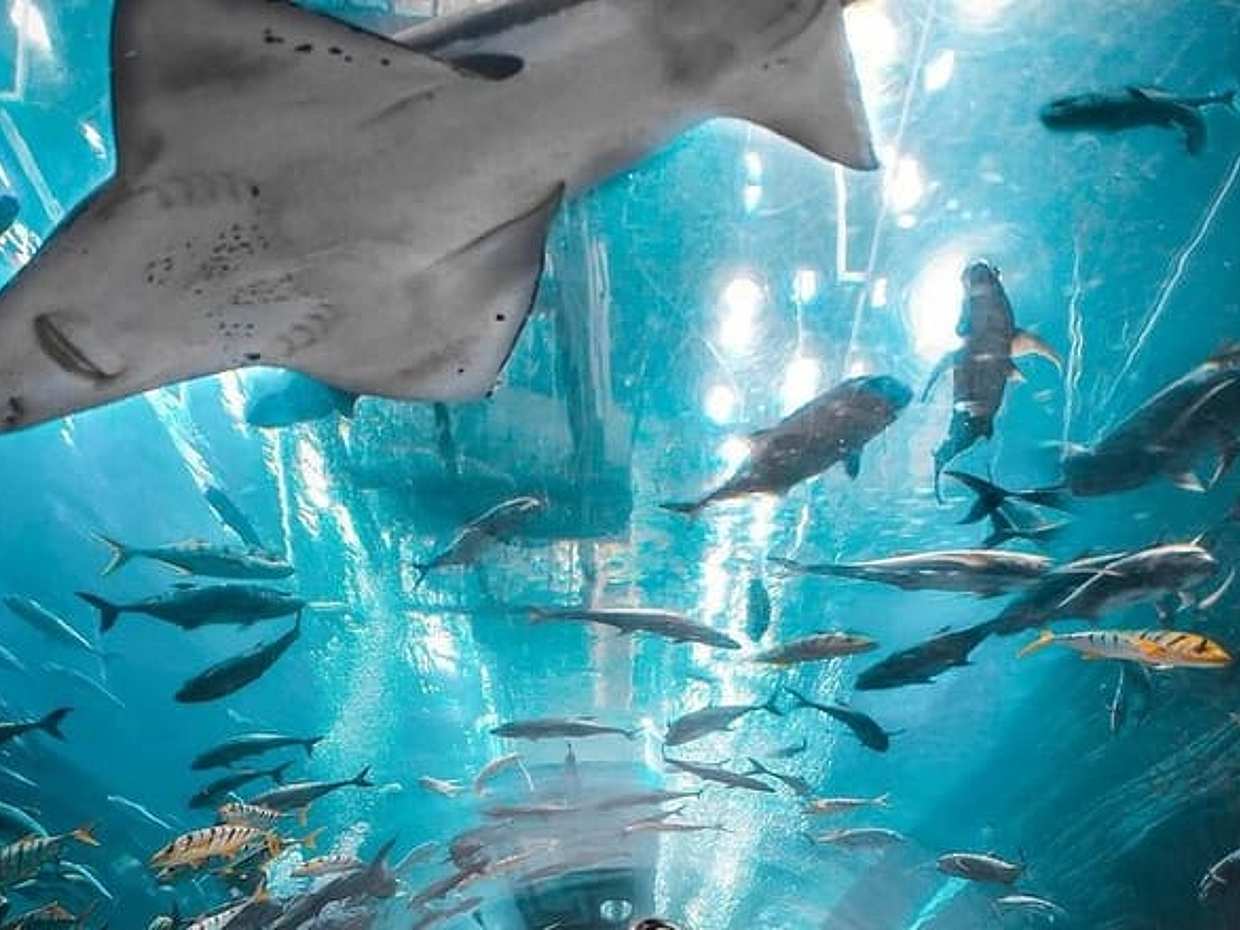 Dubai Aquarium and Underwater Zoo Tickets in United Arab Emirates, photo 4