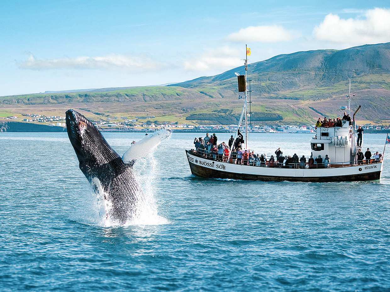 Húsavík Original Walbeobachtung in Island, Húsavík Walbeobachtung.
, photo 2