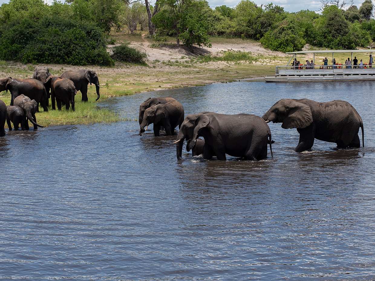Chobe: Viagem de um dia na Zâmbia, Livingstone.
, photo 3