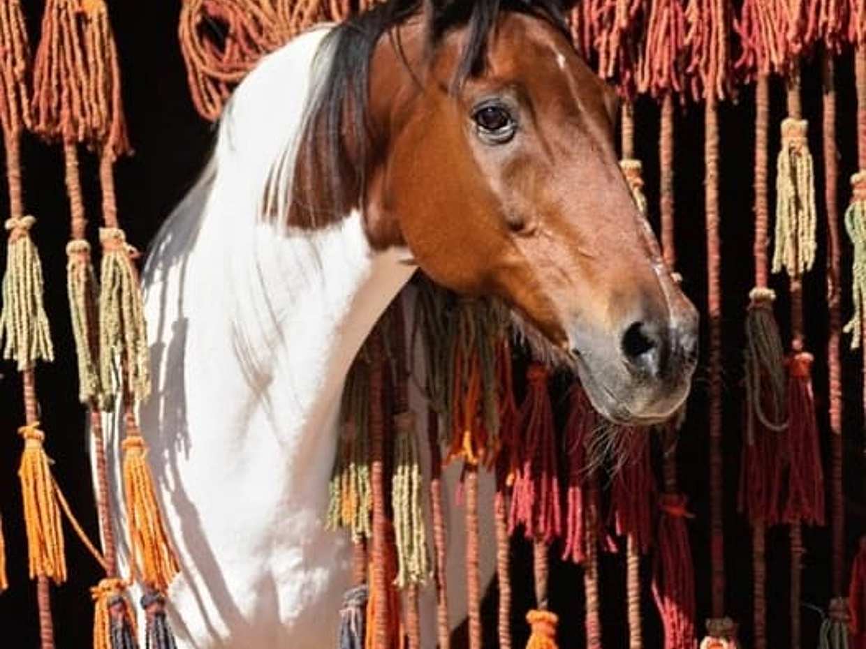 Hurghada Horseback Riding - 2 Hours Beach Ride, photo 5