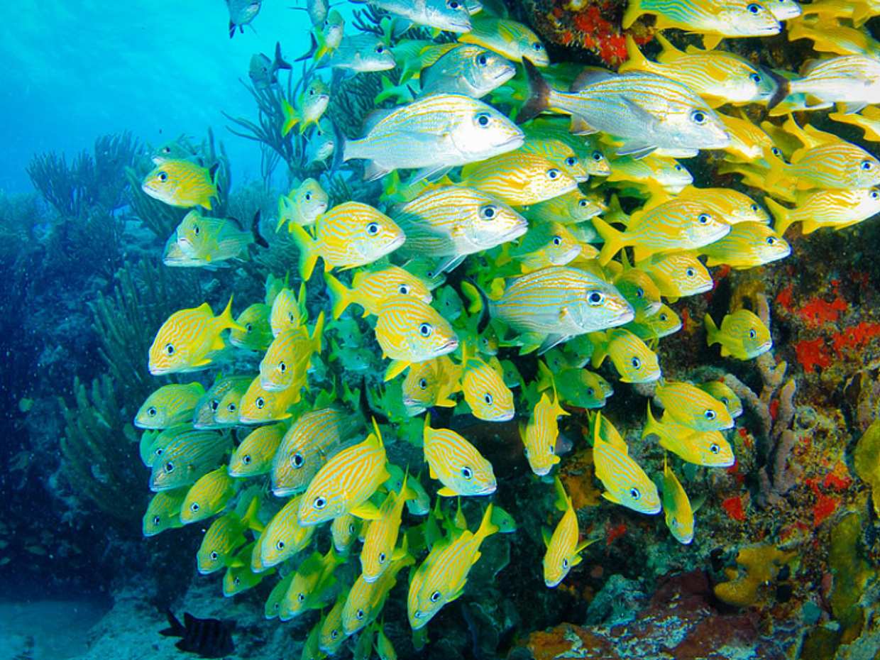 Riviera Maya Snorkeling Adventure: Lagoon, Cenote & Underground River