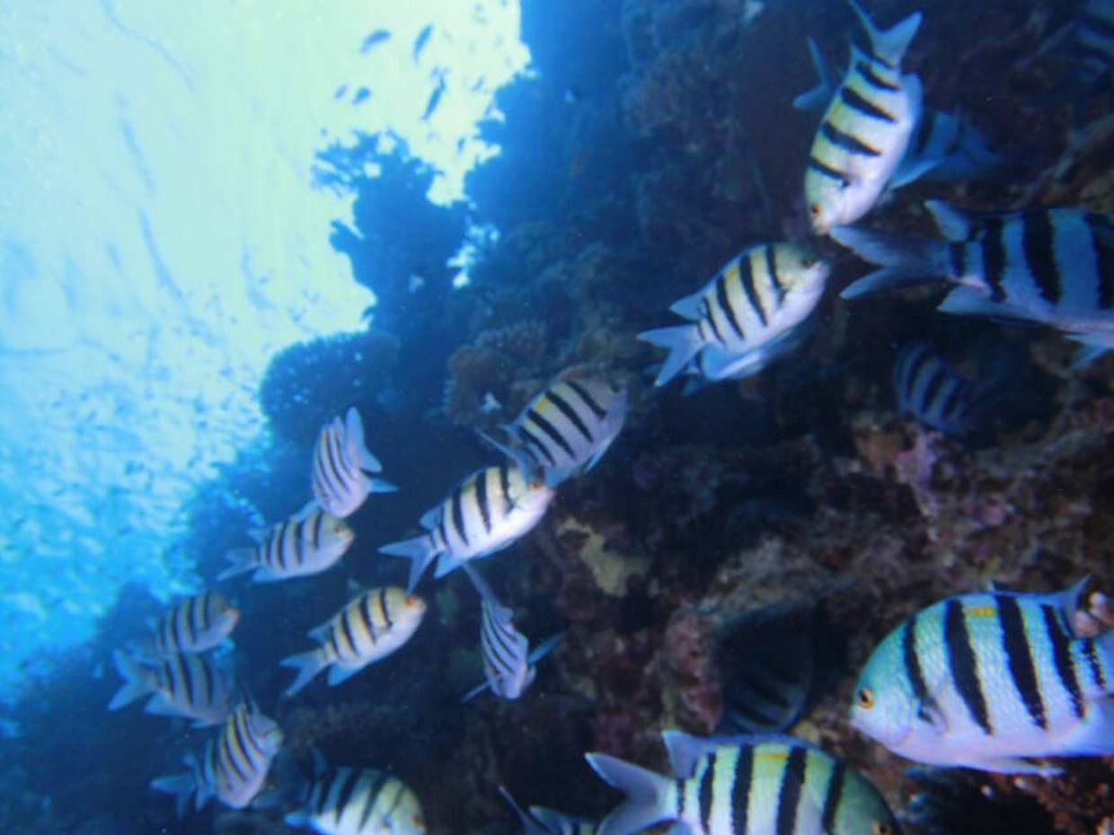 Курс дайвера-аквалангиста Open Water (3 дня) в Египте, Дахаб, photo 3