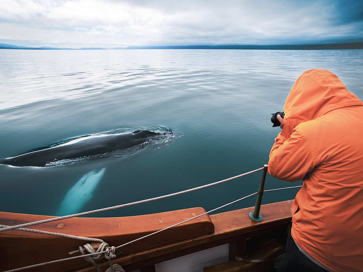 Geräuschlose Walbeobachtung (CO2-neutral) ab Húsavík in Island, Walbeobachtung mit Segelboot in Húsavík
, photo 3