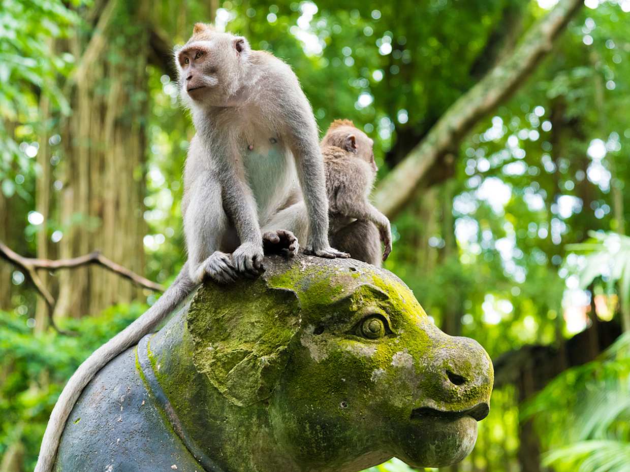 Best of Ubud Full-day Private Tour with Jungle Swing, Indonesia, photo 2