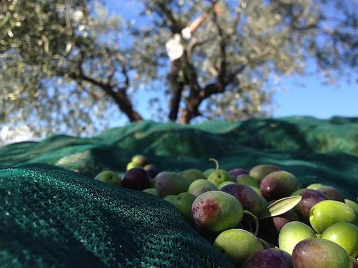 Visita l'azienda agricola Garra degusta l'olio e i suoi prodotti
